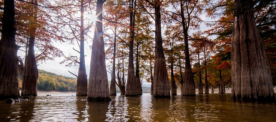 кипарисовые деревья в озере сукко