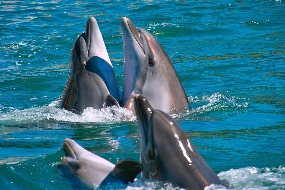 дельфинарий в анапе фото