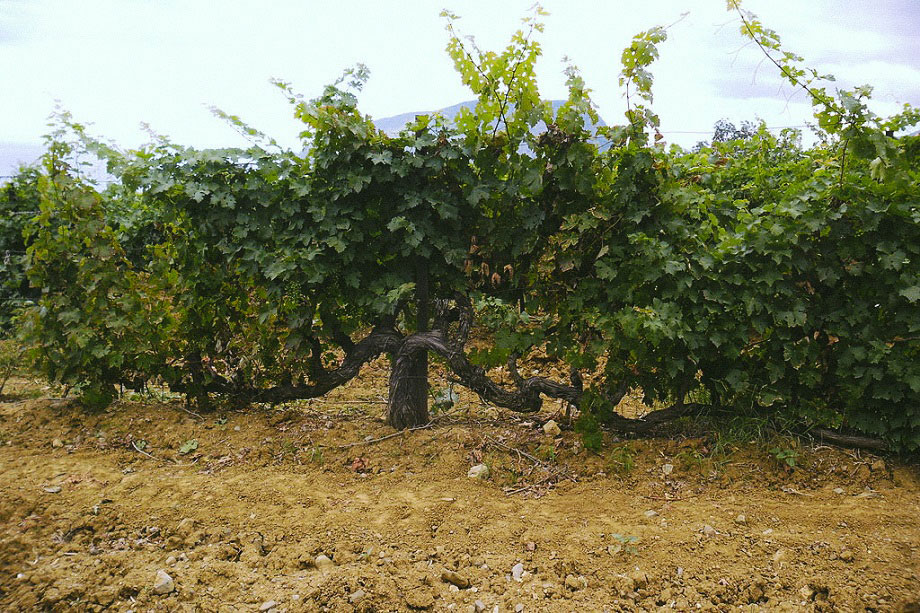 виноградники Крыма