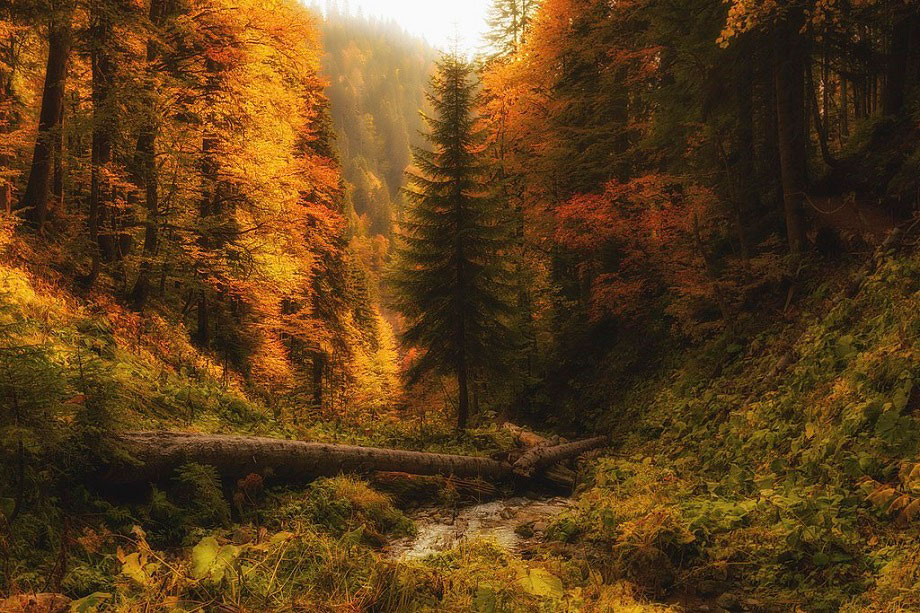 Осень в Сочинском национальном парке